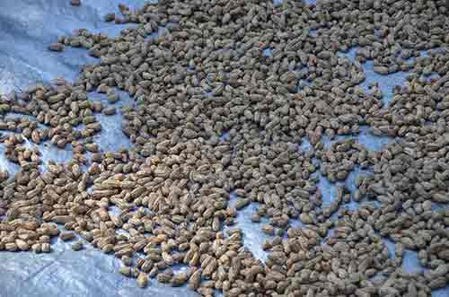 peanuts drying bali-AsiaPhotoStock