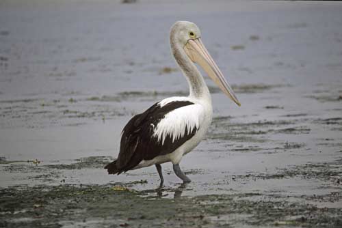 pelican standing-AsiaPhotoStock