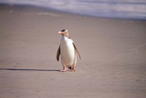 yellow eyed penguins-AsiaPhotoStock