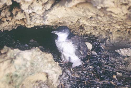 penguin in nest-AsiaPhotoStock