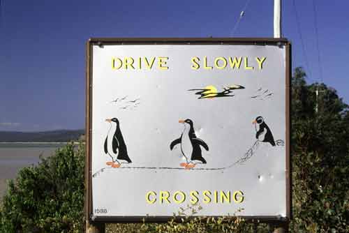 penguin sign-AsiaPhotoStock