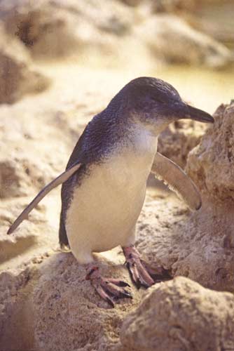 fairy penguin-AsiaPhotoStock