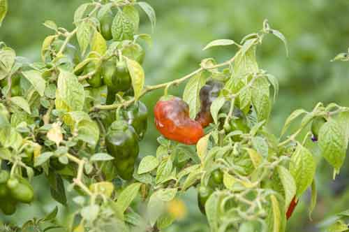 peppers-AsiaPhotoStock