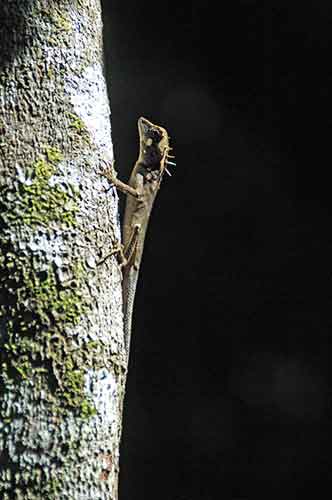 periyar lizard-AsiaPhotoStock