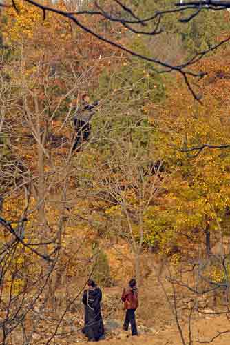 persimmon collecting-AsiaPhotoStock