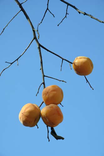 persimmon-AsiaPhotoStock