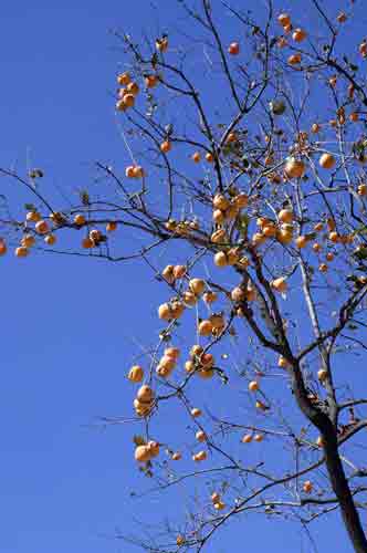 persimmon tree-AsiaPhotoStock