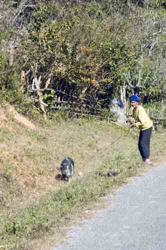 pet pig-AsiaPhotoStock