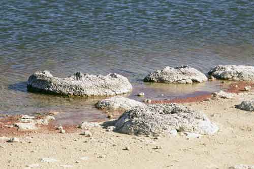 petrified forest-AsiaPhotoStock