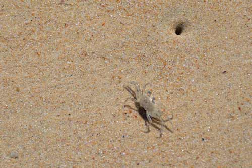 phuket beach crabs-AsiaPhotoStock
