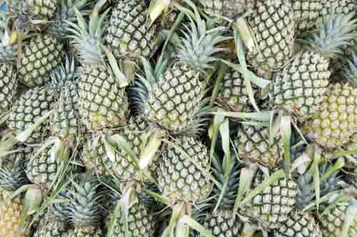 phuket pineapples-AsiaPhotoStock