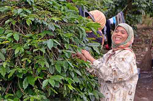 picking coffee toba-AsiaPhotoStock