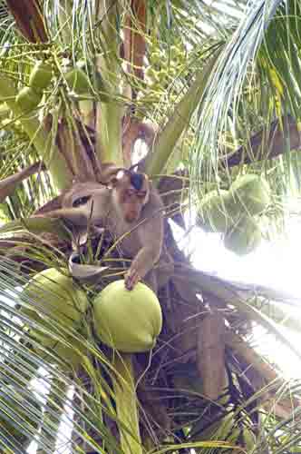 monkey picking fruit-AsiaPhotoStock