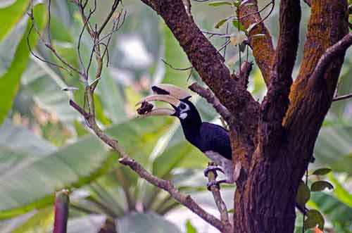 pied hornbill singapore-AsiaPhotoStock