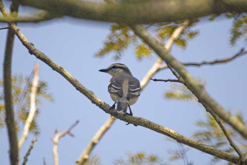 pied triller-AsiaPhotoStock