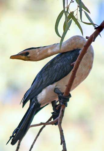 pied cormorant-AsiaPhotoStock