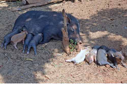pig and piglets-AsiaPhotoStock