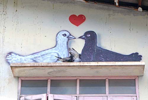 pigeon love-AsiaPhotoStock
