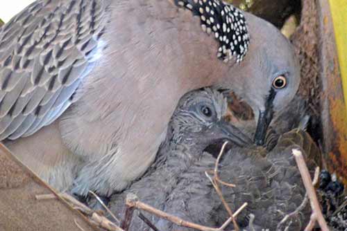 pigeon and chick-AsiaPhotoStock
