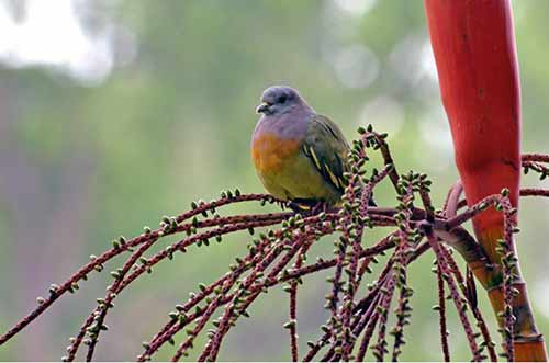 male pigeon-AsiaPhotoStock