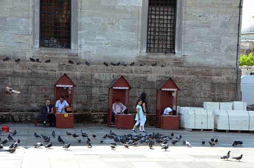 pigeons-AsiaPhotoStock