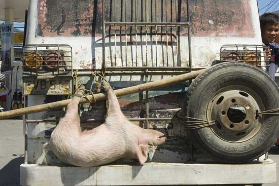 pig on truck-AsiaPhotoStock