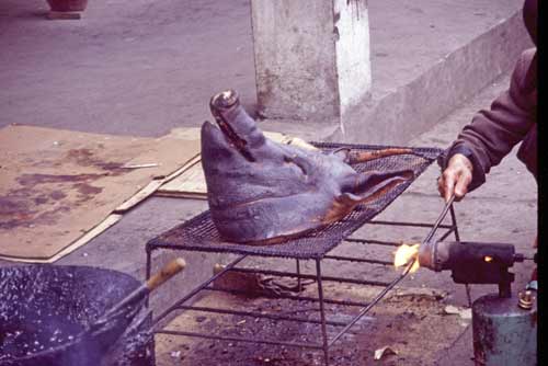 pigs head-AsiaPhotoStock