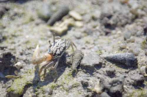 fiddler crab and cone-AsiaPhotoStock