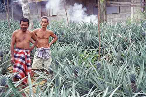 pineapple plantation-AsiaPhotoStock