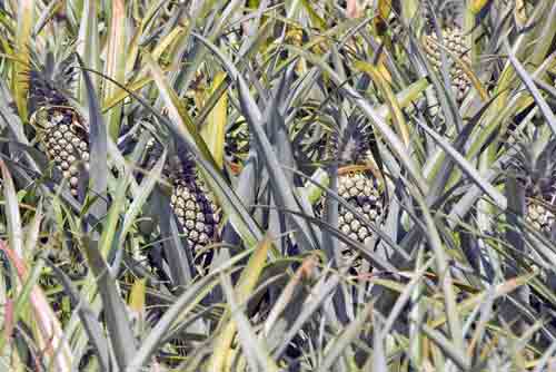 pineapple plants-AsiaPhotoStock