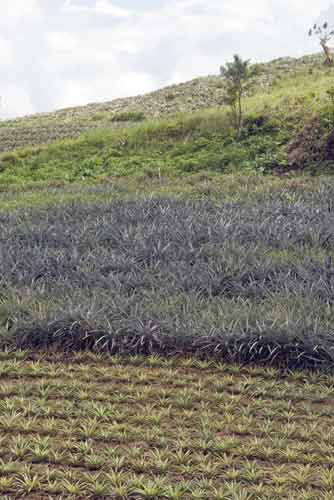 pineapple plantation-AsiaPhotoStock