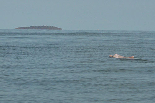 pink dolphin khanom-AsiaPhotoStock