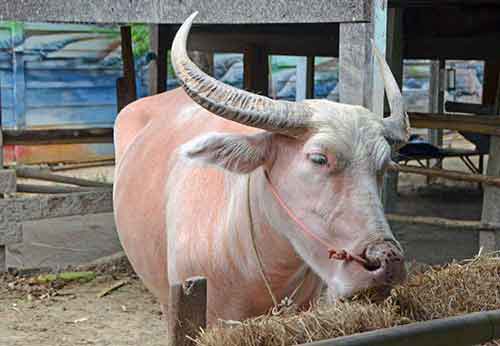 pink cow pattaya-AsiaPhotoStock