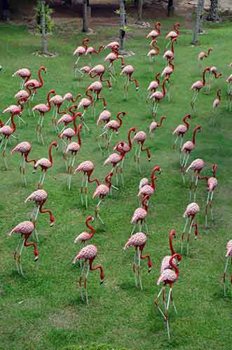pink flamingoes-AsiaPhotoStock