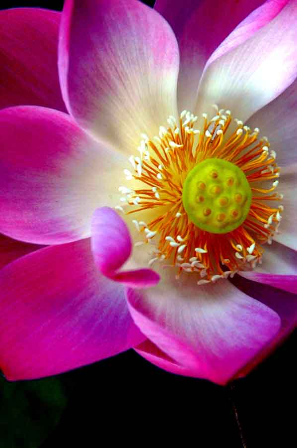 pink lotus-AsiaPhotoStock
