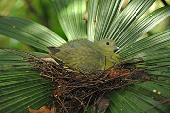 pink necked pigeon on nest-AsiaPhotoStock