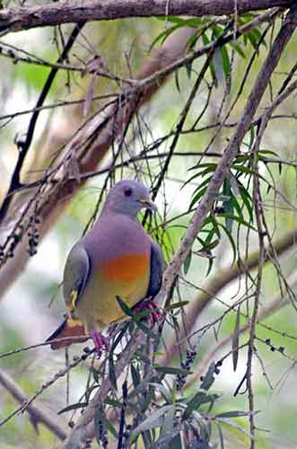 pink necked green pigeon m-AsiaPhotoStock