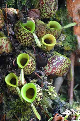 pitcher picture-AsiaPhotoStock