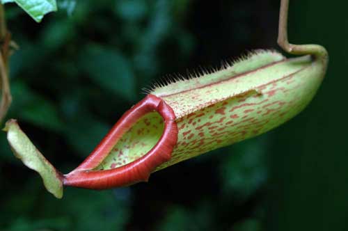 pitcher plant-AsiaPhotoStock
