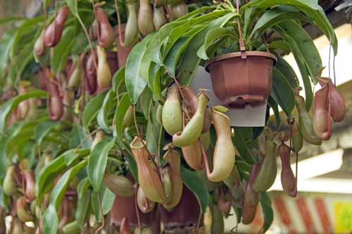 pitcher plants-AsiaPhotoStock