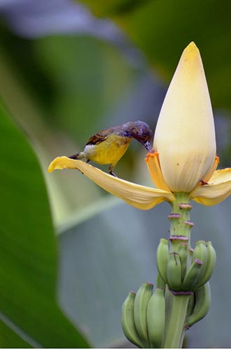 plain sunbird female-AsiaPhotoStock