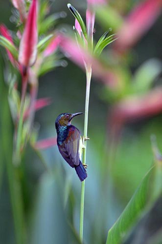 plain sunbird male-AsiaPhotoStock