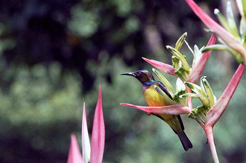 plain throat-AsiaPhotoStock