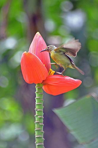 female plain throated-AsiaPhotoStock