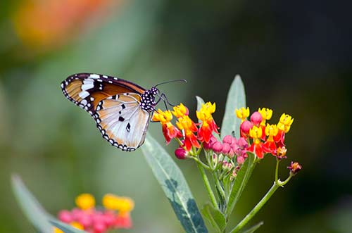 plain tiger-AsiaPhotoStock