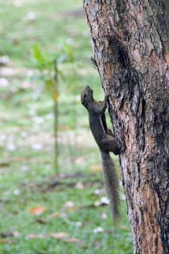 plantain squirrel-AsiaPhotoStock