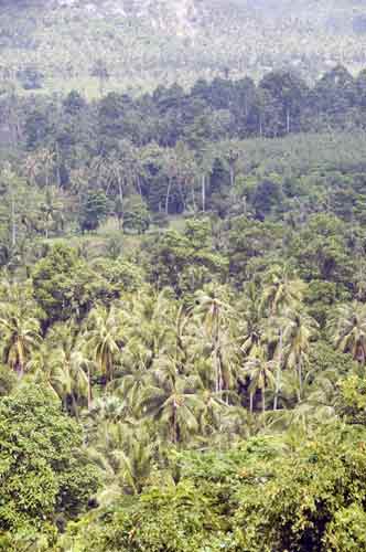 plantation of palms-AsiaPhotoStock
