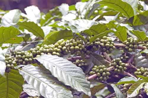 plantation coffee-AsiaPhotoStock