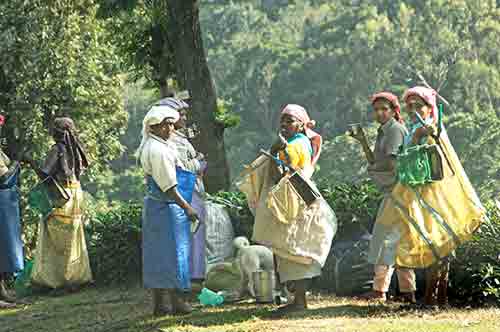 plantation workers-AsiaPhotoStock