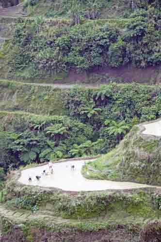 banaue rice workers-AsiaPhotoStock